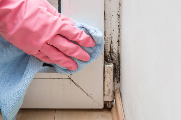 Best Health and Safety Mold Remediation in Bartonsville, MD